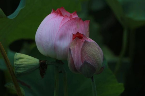 中盛投资 英山县神峰山庄：夏荷绽放入画来
